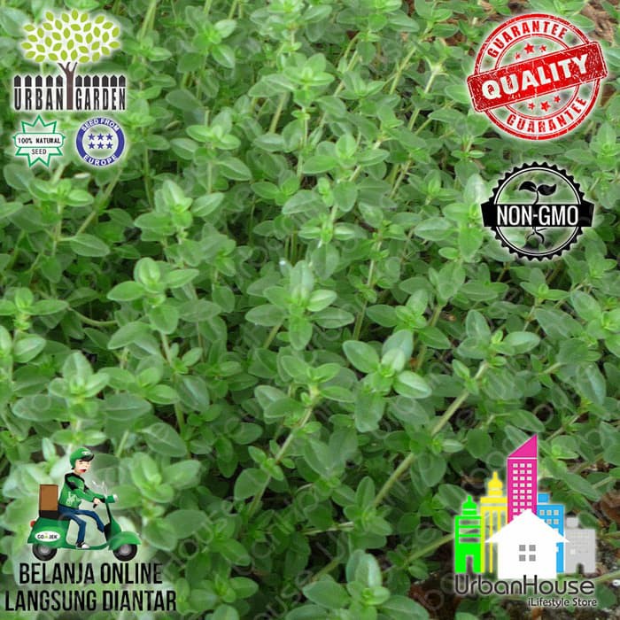 Tanah Media Tanam Pupuk Gunting Rumput Herbs Benih English Winter Thyme Seeds Import Biji Shopee Indonesia