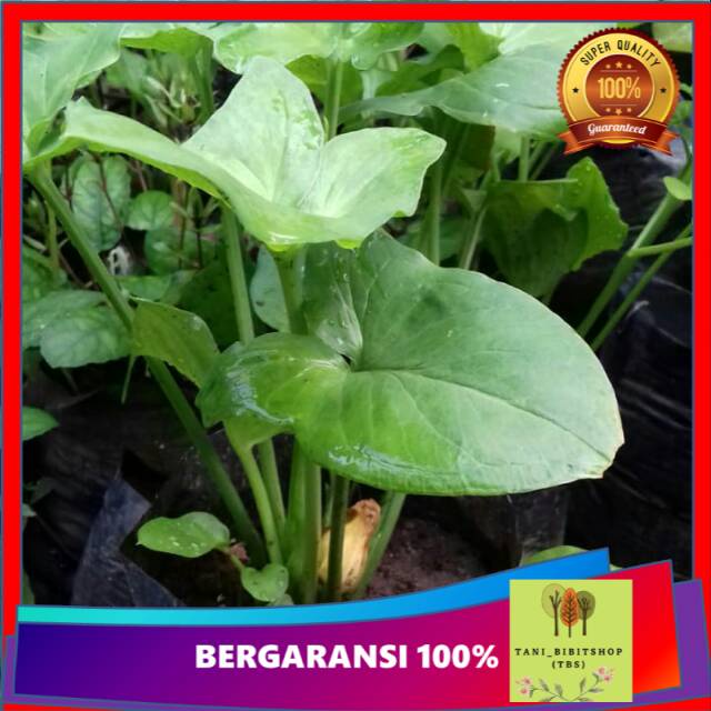 bibit keladi tikus asli obat herbal tanaman toga herbal