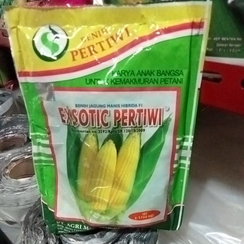 BENIH JAGUNG MANIS HIBRDA F1 Exotic Pertiwi