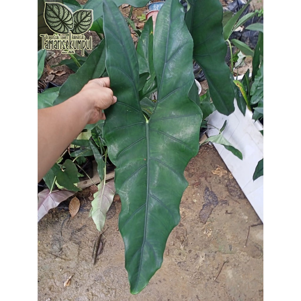 Alocasia Princeps SP Borneo Tanaman Hias Keladi Kalimantan