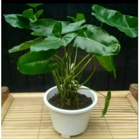 tanaman hias philodendron brekele