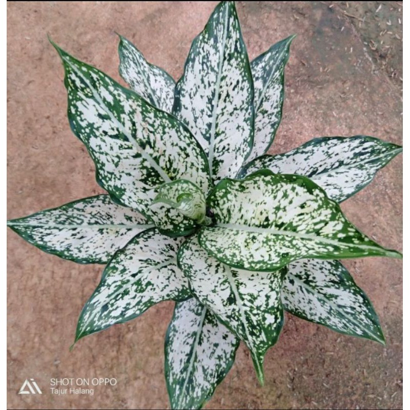 tanaman hias aglonema snow white indukan - aglo snow white
