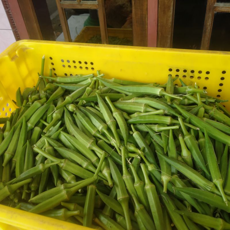 

Okra Hijau Fresh