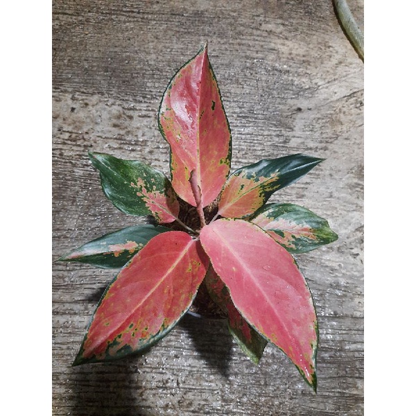 aglonema kocin camelon