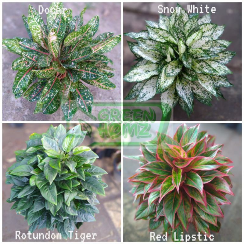 paket 4 tanaman bunga aglaonema aglo