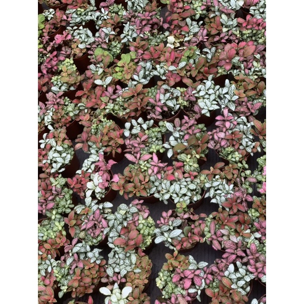 Tanaman Hias Fittonia Import