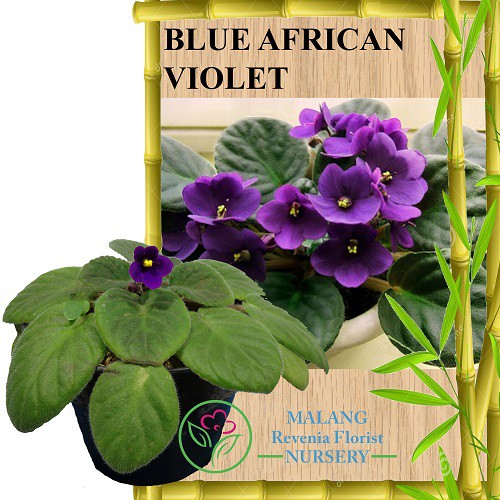 Tanaman Blue African Violet