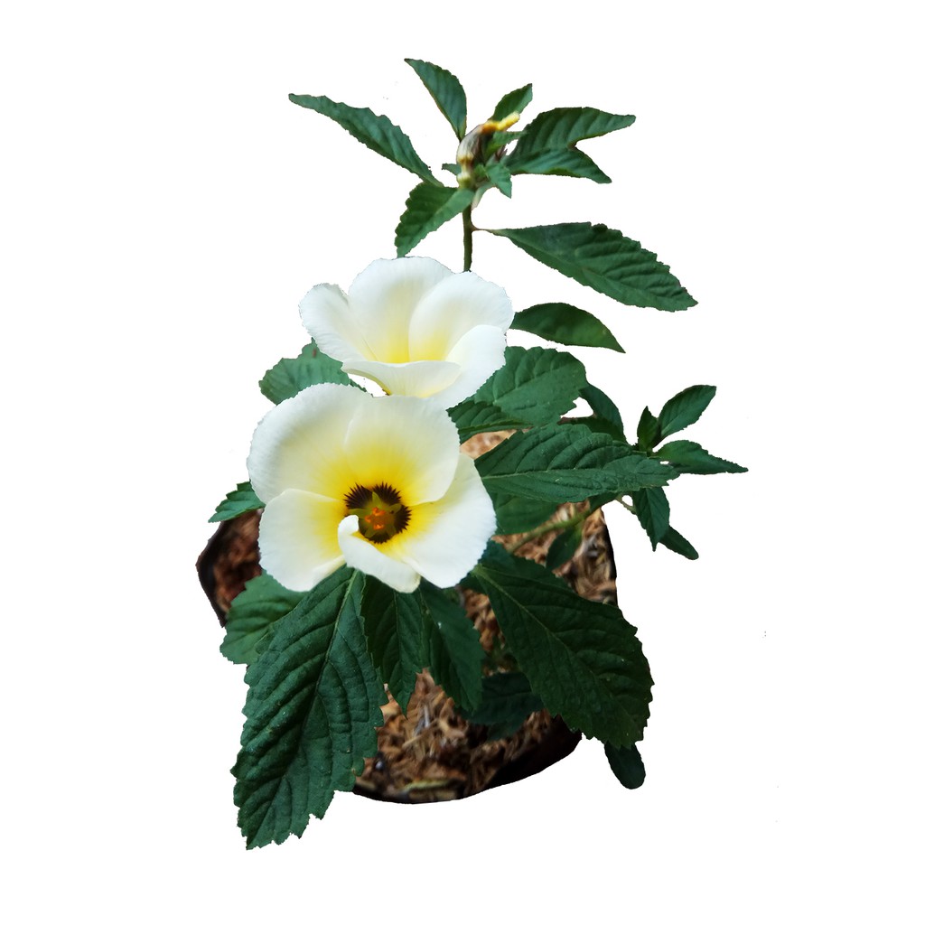 Tanaman Bunga Pukul Delapan / Turnera subulata