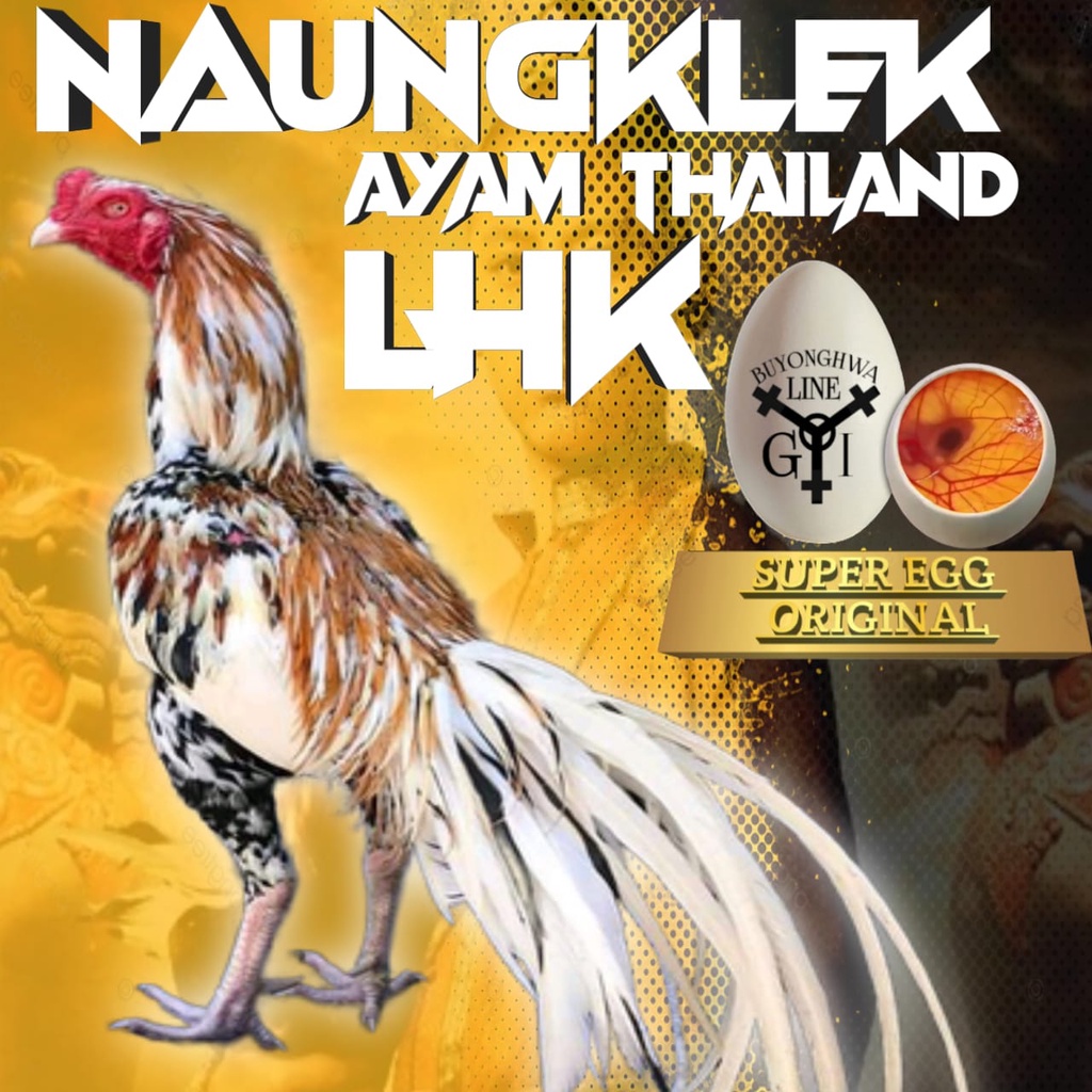 Ayam Bangkok Ekor Lidi Aduan asli Thailand LHK telur fertil siap tetas new generasi