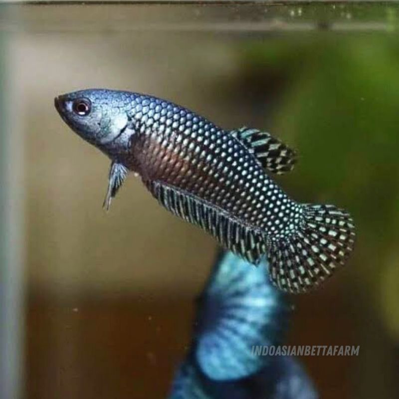 female wild betta alien grey - ikan cupang alam