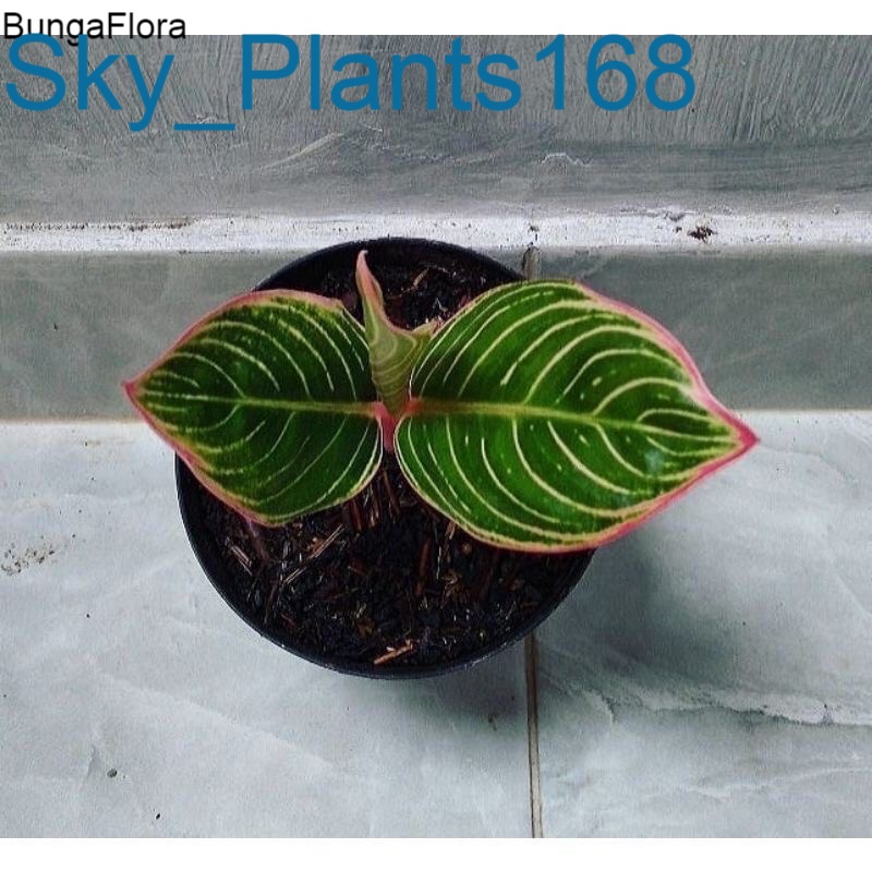 Anakan Aglonema Minion