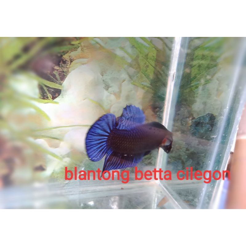 cupang blantong aduan MDS ghost fighter