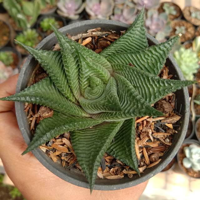 Kaktus Haworthia Limifolia non variegata