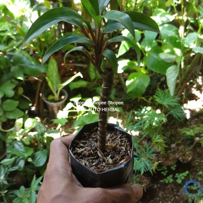 stek bibit hanjuang mini hanjuang merah mini tanaman hias andong merah