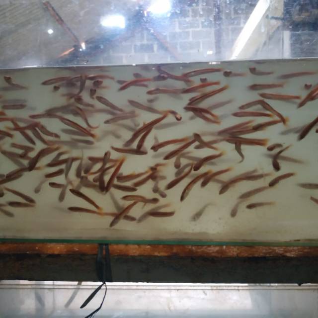Ikan Gabus toman 5,6,7cm