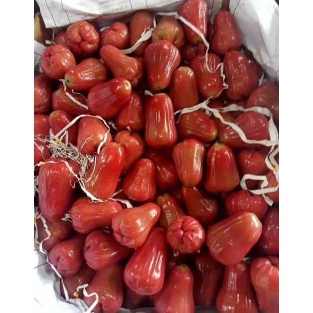 

BUAH JAMBU CITRA MERAH MANIS 1 KG FRESH
