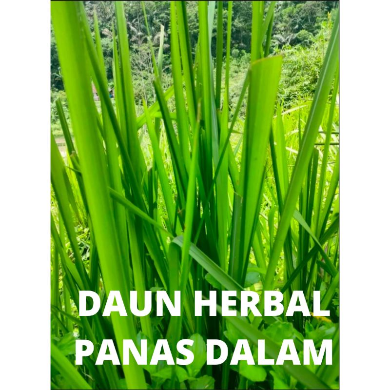 

[TERBUKTI KHASIATNYA] DAUN AKAR PENGOBAT PANAS DALAM/DAUN RUMPUT ALANG ALANG/ILALANG 200 gram/MINUMAN TRADISIONAL & HERBAL/OBAT OBATAN TRADISIONAL