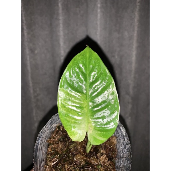 Tanaman Hias endemik local pride Homalomena Var Sp