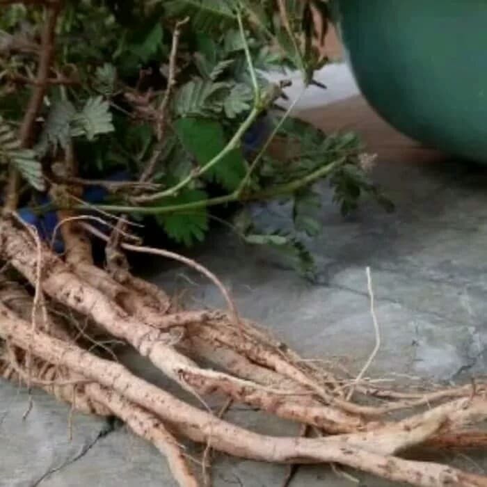 

AKAR DAUN PUTRI MALU 500 gram