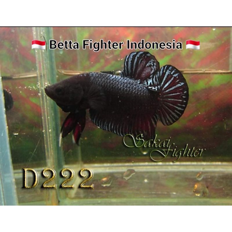Ikan Cupang Aduan Sakai Fighter Serie D222 Ori Import Thailand