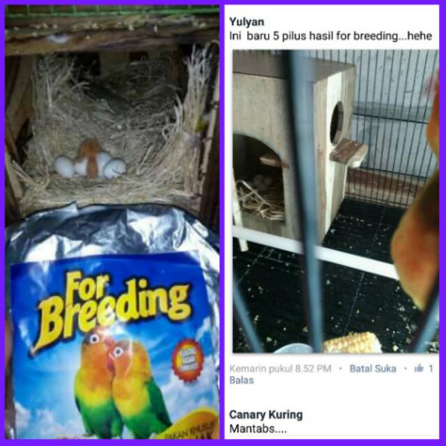 for Breeding Lovebird, Pakan khusus ternak Lovebird