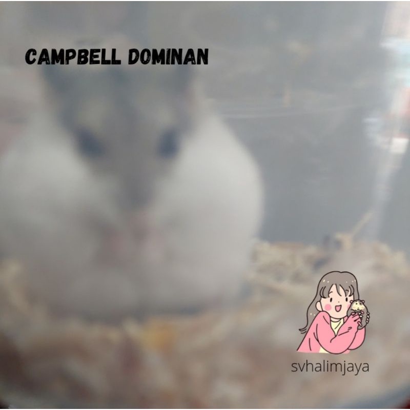 Hamster campbell anakan