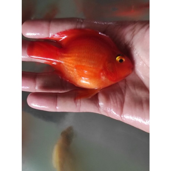 ikan perot tail import