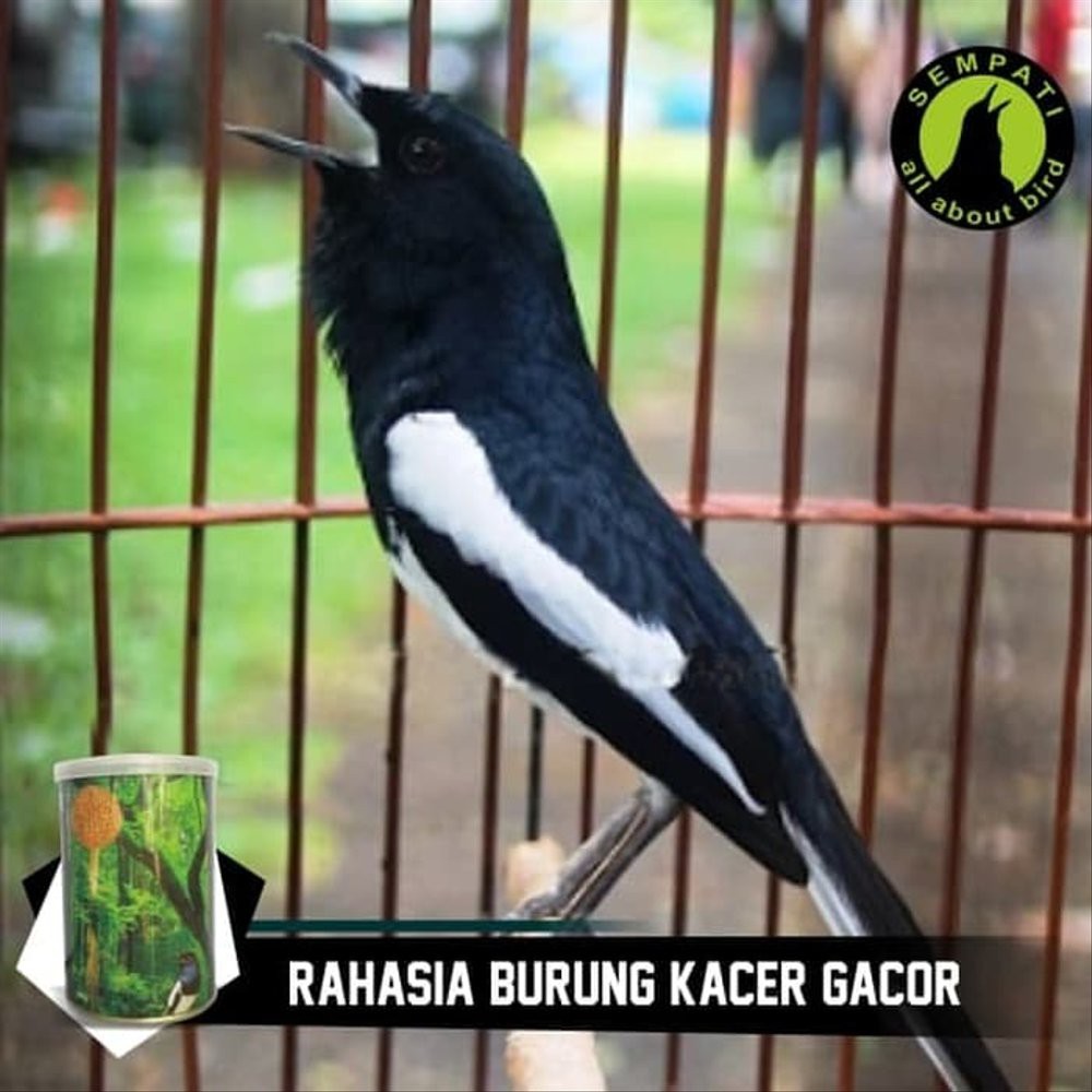 Top Fighter Kacer Sempati Pakan Lomba Burung Juara Berkicau Suara