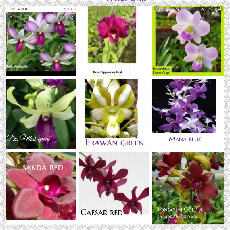 anggrek dendrobium Thailand aneka warna bergaransi resmi sampai berbunga 100%