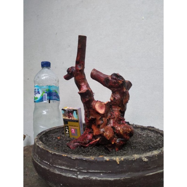 bahan bonsai Dongkelan kibesi karakter