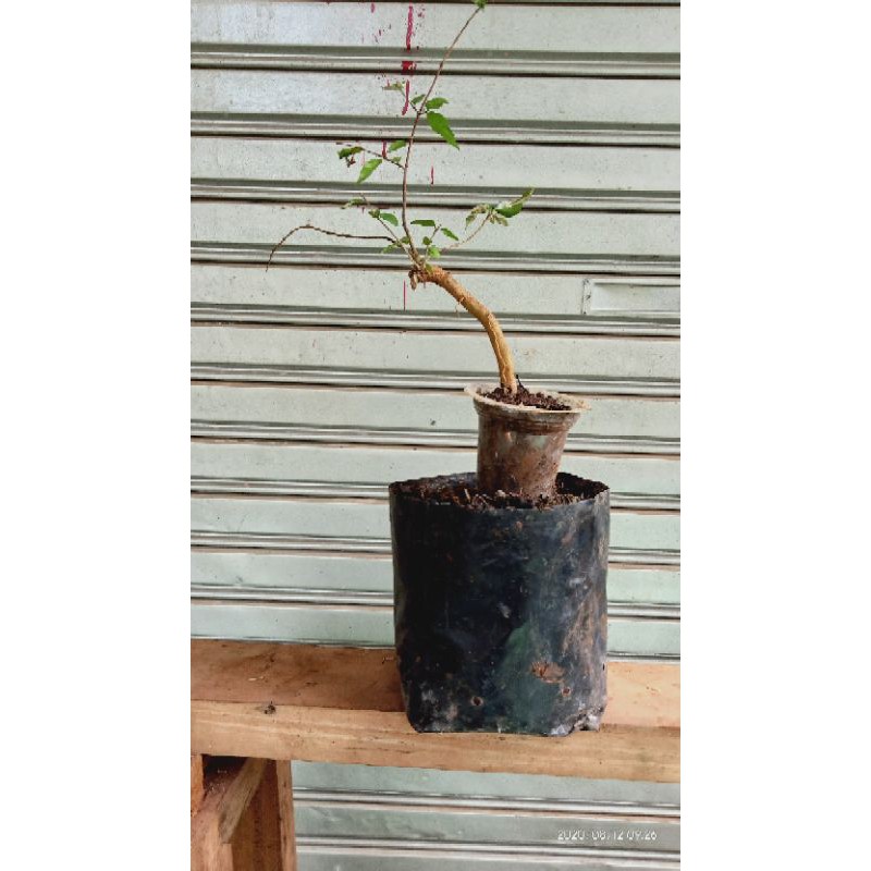 Bahan bonsai anting putri salju stek akar