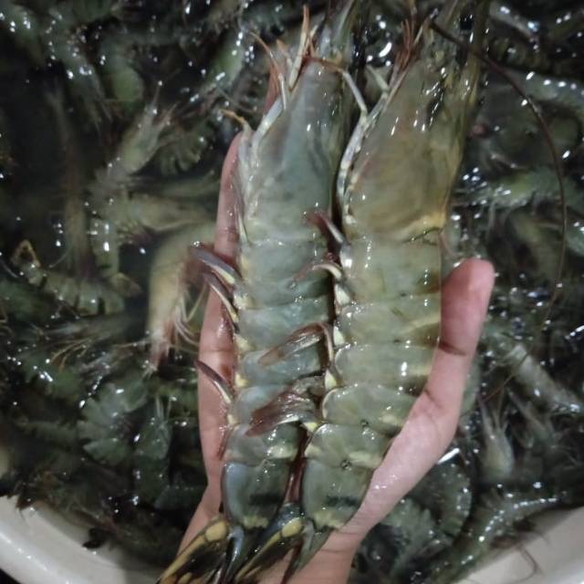 

udang jumbo 1kg isi 15 ekor