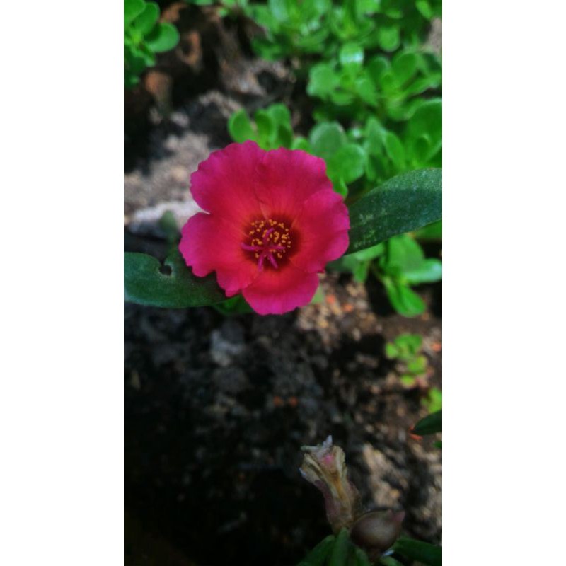 

Fuschia Delissa