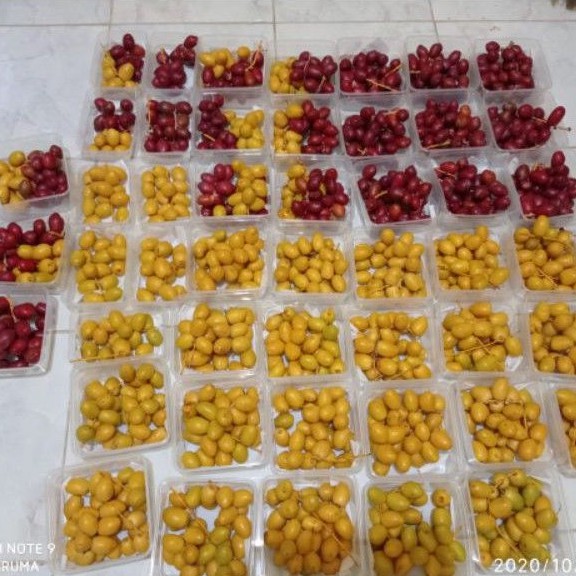 

KURMA MUDA KUNING DAN MERAH