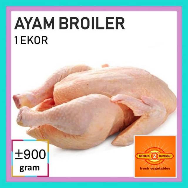 

Ayam broiler