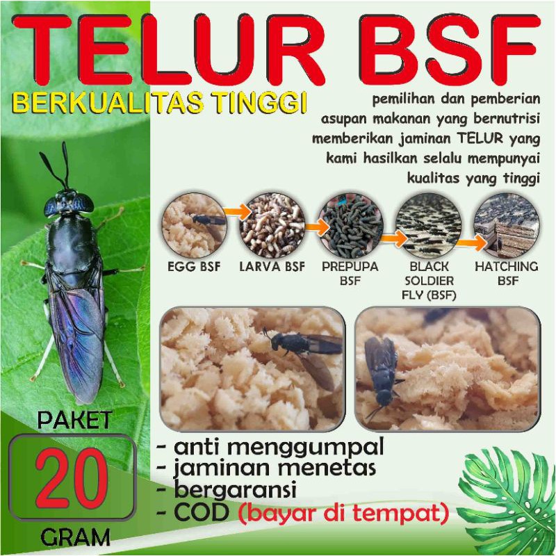 

BEST QUALITY TELUR BSF PAKET 20 gram