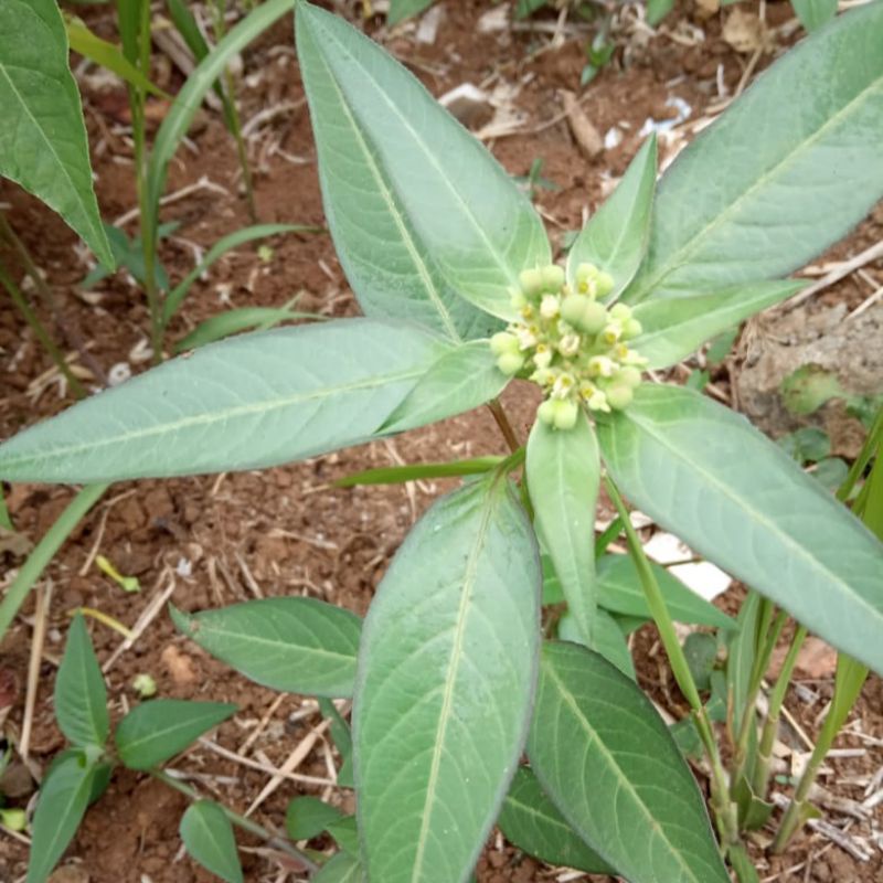 

Daun kate mas daun patikmas segar per 500 gram-az