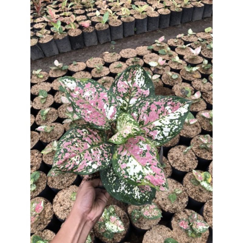 Tanaman Hias Aglonema Tri Colour Termurah-Aglonema Tri Colour Murah
