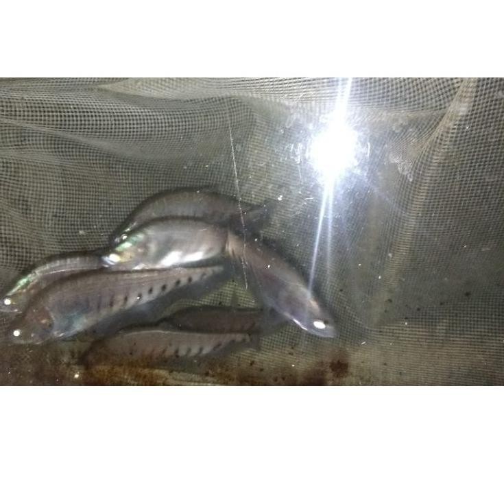 

⚠️Buy Now✔️ - Ikan Belida Bangkok 6,7/8cm