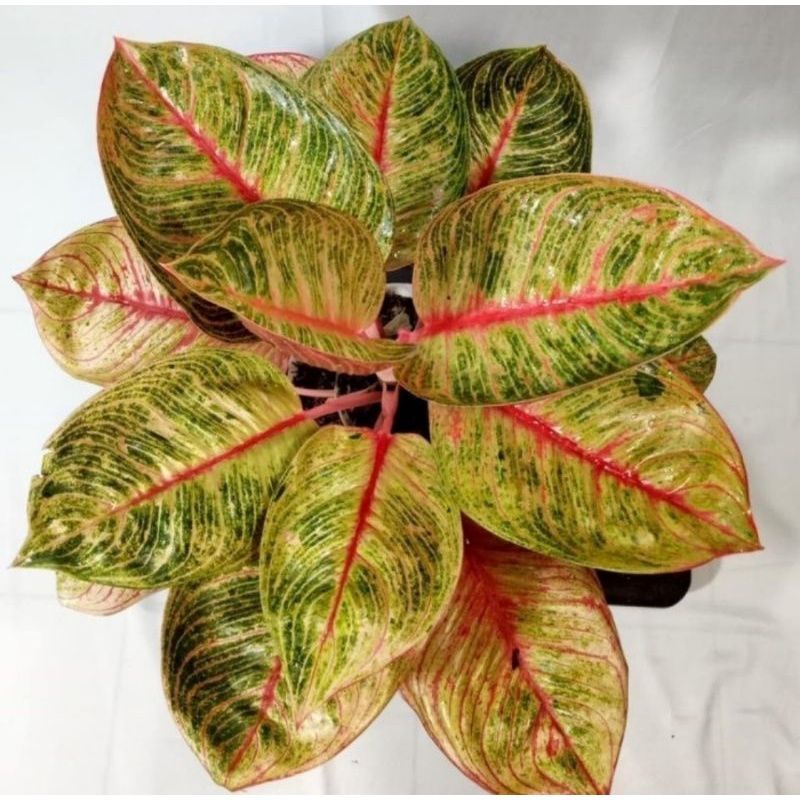 Bibit bonggol aglonema dewi hughes