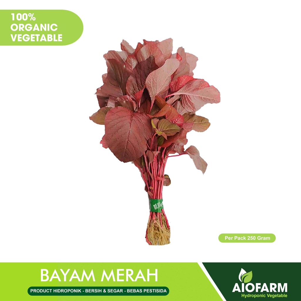 

Bayam Merah Sayuran Organik / Hidroponik AioFarm