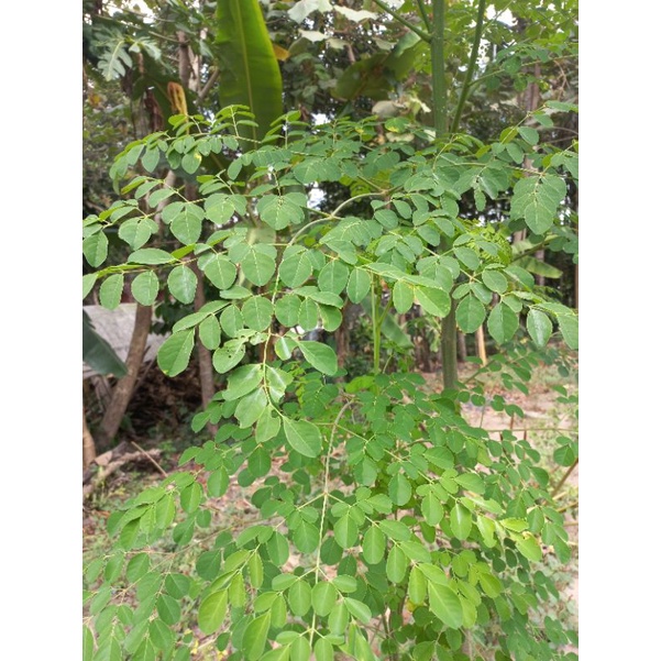 

Daun Kelor Ikat Termurah