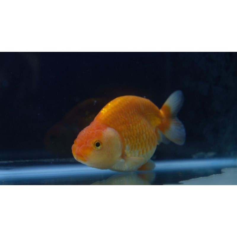 ikan mas koki Ranchu RW
