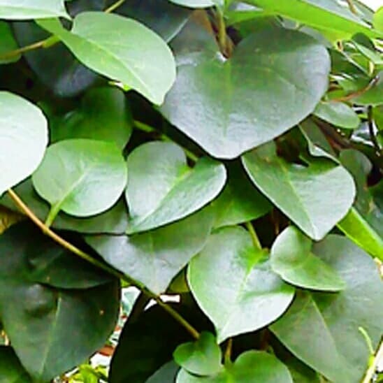 

MANBAR - Daun binahong segar 1 kg daun binahong mentah 1 kg