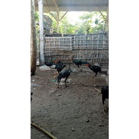 TELUR AYAM BIRMA