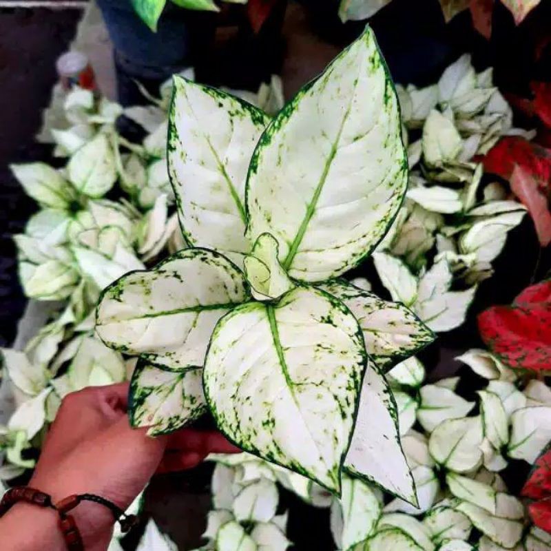 Aglonema super white / bibit aglonema super white/bunga aglonema super white