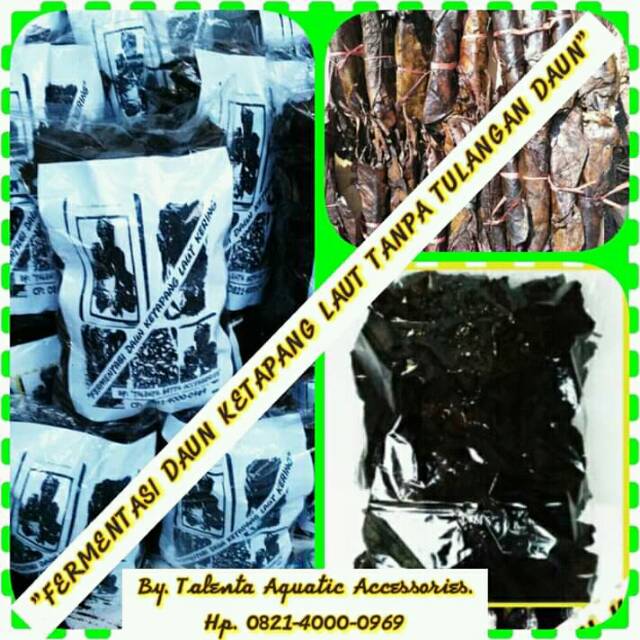 

daun ketapang ikan cupang 100gram 25.000 rb saja bossQu