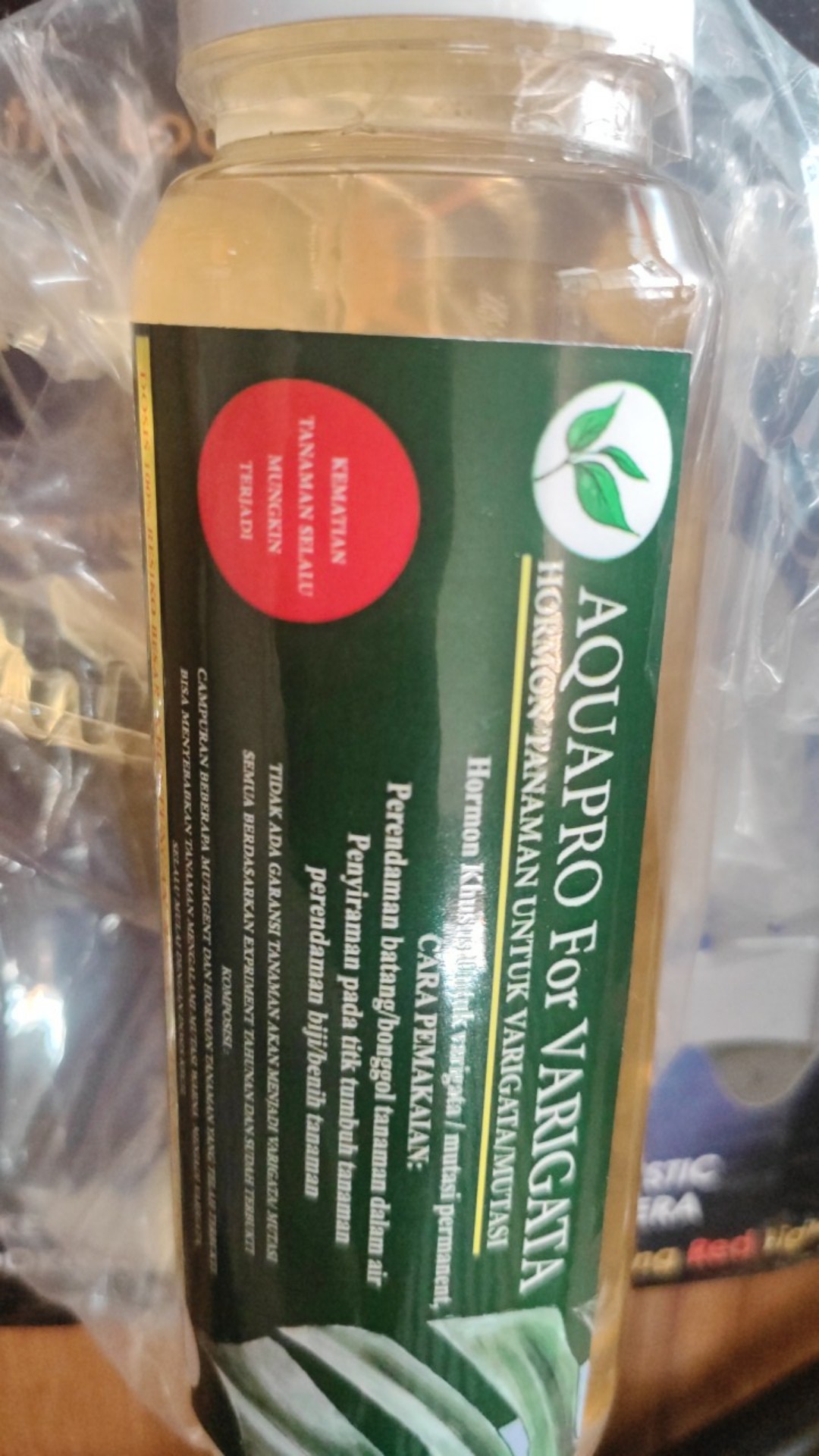 Hormon Variegata Tanaman Monstera Dll