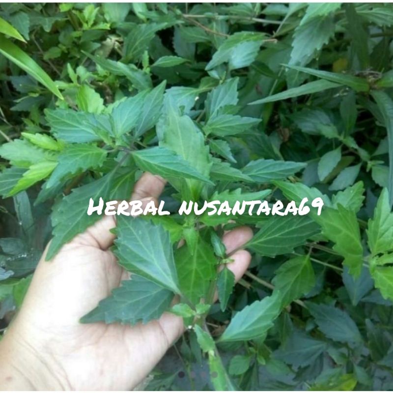 

Daun Kumis Kucing Segar 500gr Murah