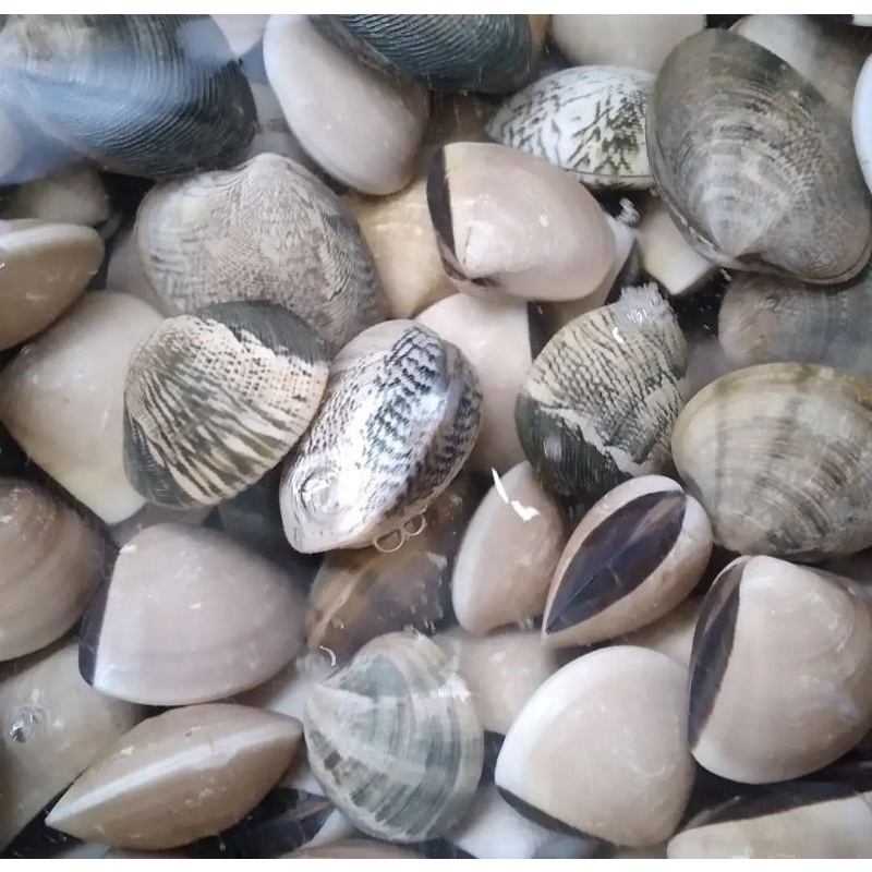

KERANG TAHU - 1 KG